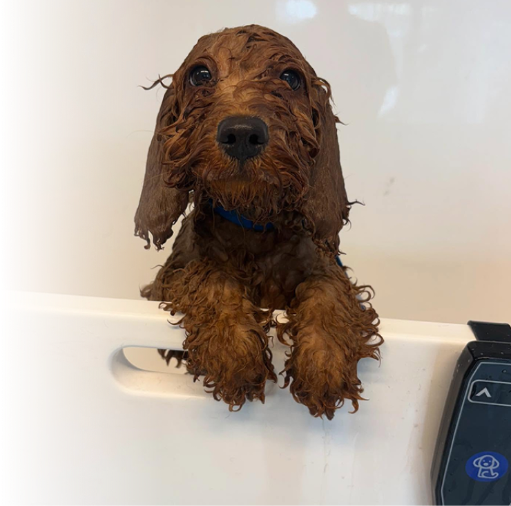 Gently washed dog in Top Dog Grooming salon in Criccieth