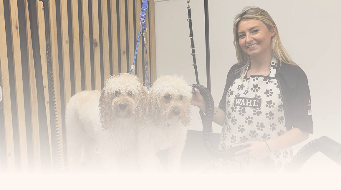 Background of professional dog groomer Alicia at Top Dog Grooming in Criccieth, Gwynedd