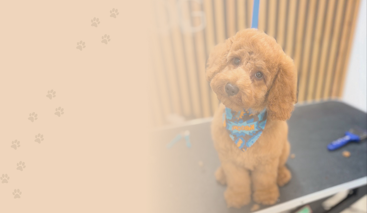 Background of dog groomed from Top Dog Grooming looking at camera