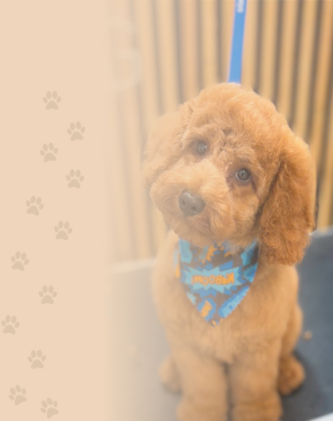 Background of dog groomed from Top Dog Grooming looking at camera